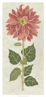 Non-Embellished Dahlia I Fine Art Print
