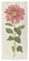 Non-Embellished Dahlia II Fine Art Print