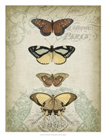 Cartouche & Butterflies I Fine Art Print