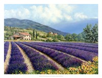 Fields Of Lavender Fine Art Print