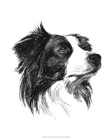 Canine Study I Fine Art Print