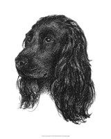 Canine Study IV Fine Art Print
