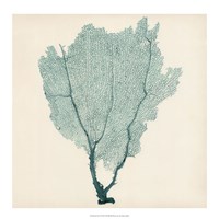 Sea Fan I Fine Art Print
