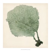 Sea Fan II Fine Art Print