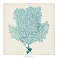 Sea Fan III Fine Art Print