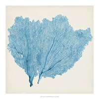 Sea Fan IV Fine Art Print
