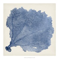 Sea Fan V Fine Art Print
