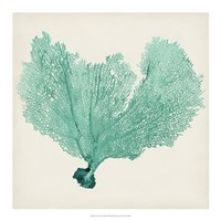 Sea Fan VI Fine Art Print