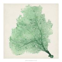 Sea Fan VII Fine Art Print