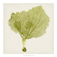Sea Fan VIII Fine Art Print