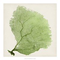 Sea Fan IX Fine Art Print