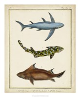 Antique Rays & Fish III Fine Art Print