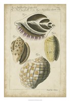 Vintage Shell Study I Fine Art Print