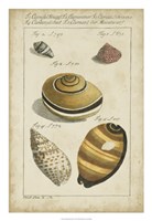 Vintage Shell Study IV Fine Art Print