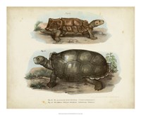 22" x 18" Turtles Tortoises