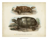 Antique Turtle Pair I Framed Print