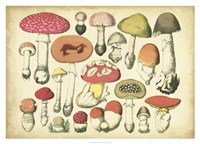 Vintage Mushroom Chart Fine Art Print