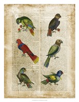 Antiquarian Parrots I Fine Art Print