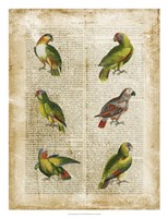 Antiquarian Parrots II Fine Art Print