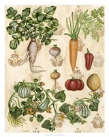 Edible Botanical I by Naomi McCavitt - 24" x 30" - $49.99