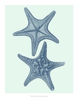 16" x 20" Starfish Pictures