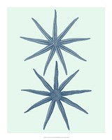 Coastal Curio II Fine Art Print