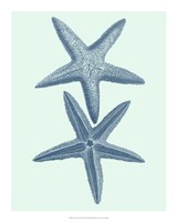 Coastal Curio III Fine Art Print