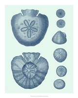 Coastal Curio IV Fine Art Print