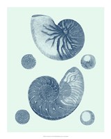 Coastal Curio VI Fine Art Print