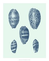 Coastal Curio VII Fine Art Print