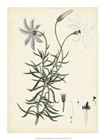 Splendors of Botany II Fine Art Print