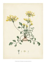 Splendors of Botany VIII - 15" x 20"