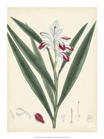 Splendors of Botany XI - 15" x 20"