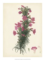 Splendors of Botany XII - 15" x 20"