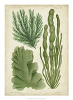 Seaweed Specimen in Green I Fine Art Print