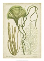 Seaweed Specimen in Green II Fine Art Print