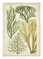 Seaweed Specimen in Green III Fine Art Print