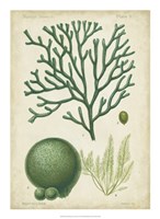 Seaweed Specimen in Green IV Fine Art Print