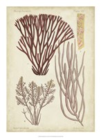 Seaweed Specimen in Coral I Fine Art Print