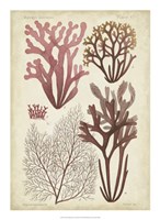 Seaweed Specimen in Coral II Fine Art Print