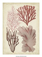 Seaweed Specimen in Coral III Fine Art Print