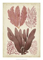 Seaweed Specimen in Coral IV Fine Art Print