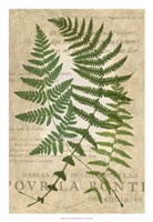 Fern Folio I Fine Art Print