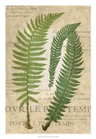 Fern Folio III Fine Art Print