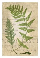 Fern Folio IV Fine Art Print