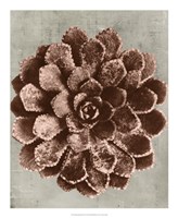 Blossfeldt Redeux II Fine Art Print