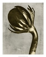 Blossfeldt Redeux III Fine Art Print