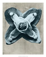 Blossfeldt Redeux IV Fine Art Print