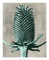 Blossfeldt Redeux V Fine Art Print