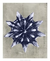 Blossfeldt Redeux VI Fine Art Print